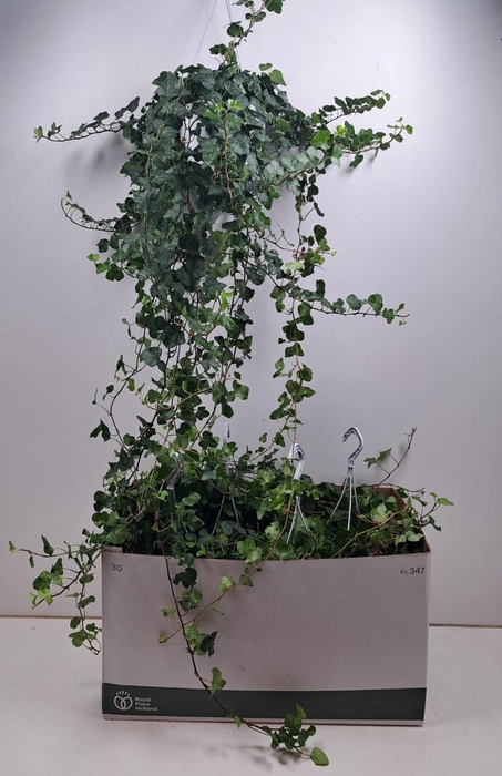 <h4>HED HE WONDER</h4>