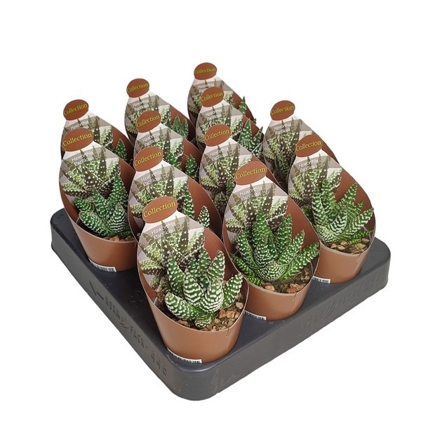 <h4>HAWORTHIA PAPILLOSA POT Ø 6,5 - COLLECTION WITH POTCOVER (SUCCULENTEN)</h4>