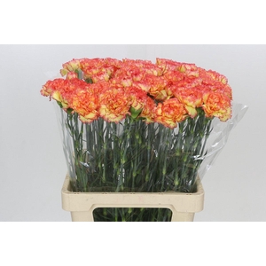 Dianthus St Rita