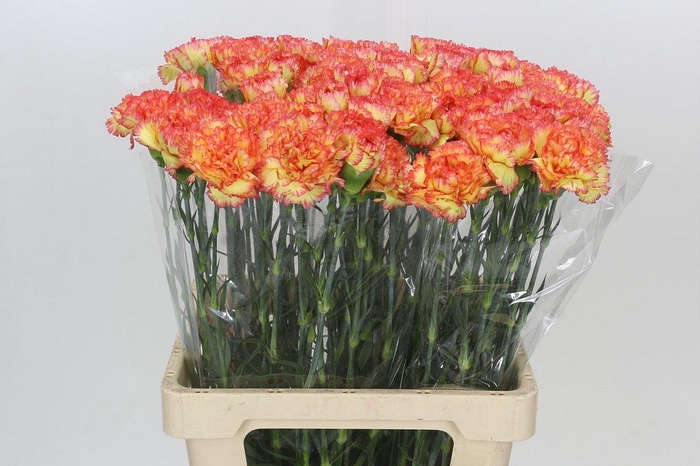 <h4>Dianthus St Rita</h4>
