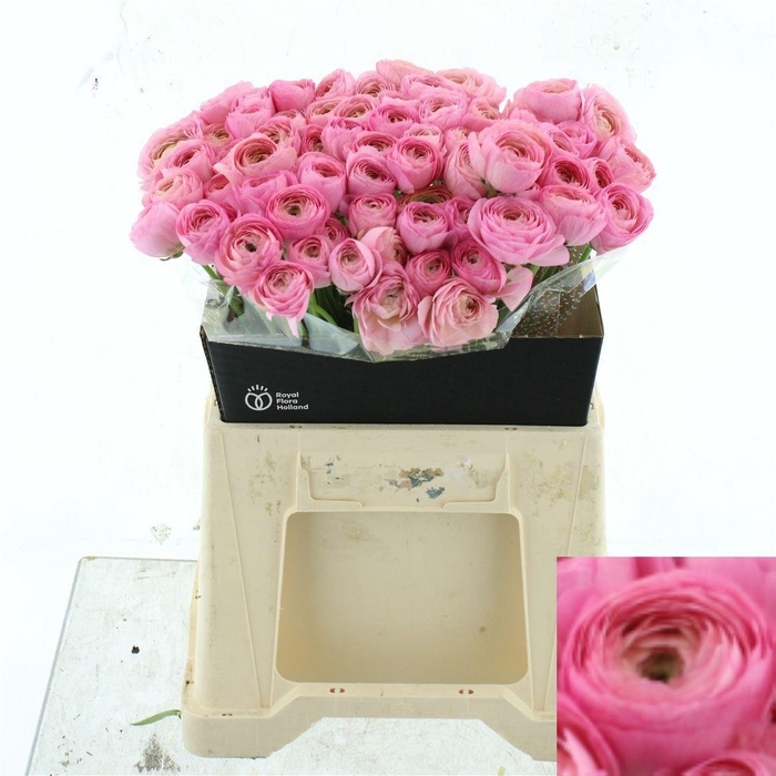 <h4>RAN SU VENERE</h4>