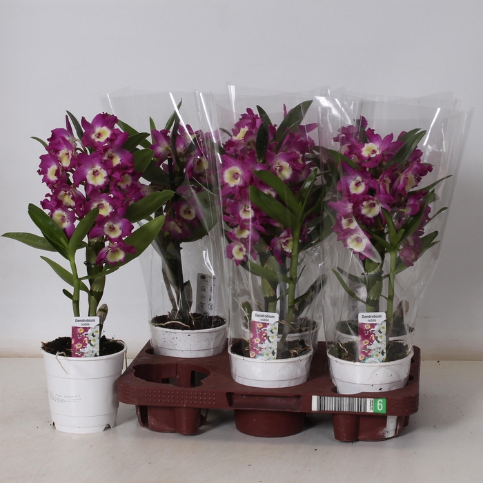 <h4>DEND NOBILE</h4>