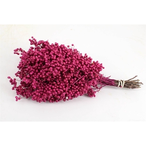 Schinus M Pt Fuchsia Bunch