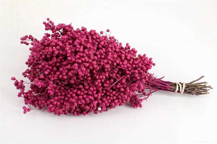 <h4>Schinus M Pt Fuchsia Bunch</h4>