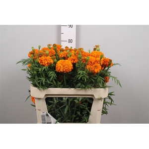 Tag E Promise Orange