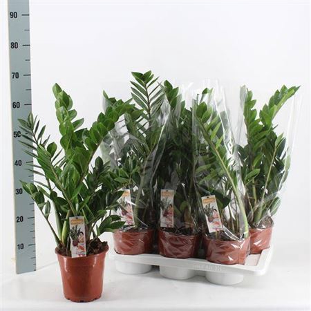 <h4>Zamio Zamiifolia /8+</h4>