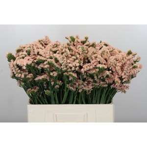 Limonium sinuatum Apricot Sun Birds