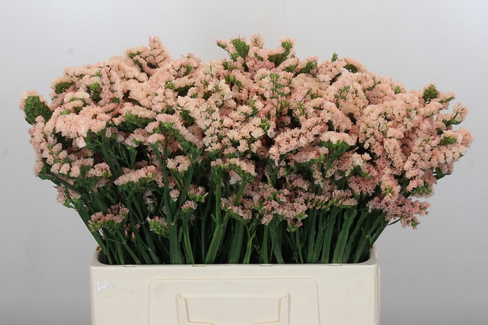 <h4>Limonium sinuatum Apricot Sun Birds</h4>
