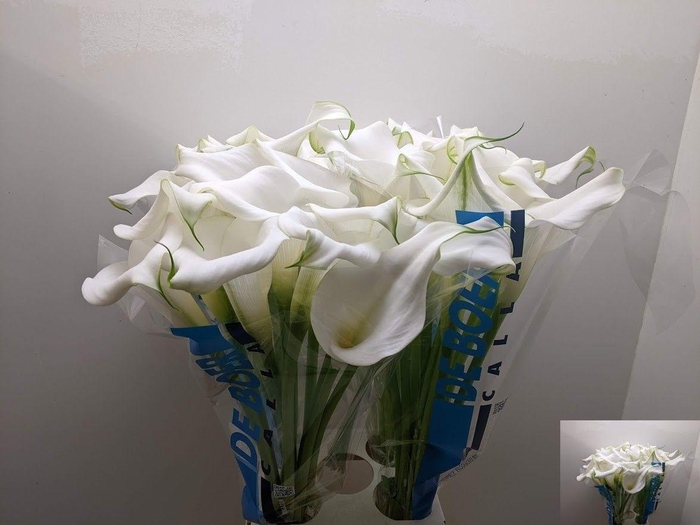 <h4>ZANT CAPT VENTURA</h4>