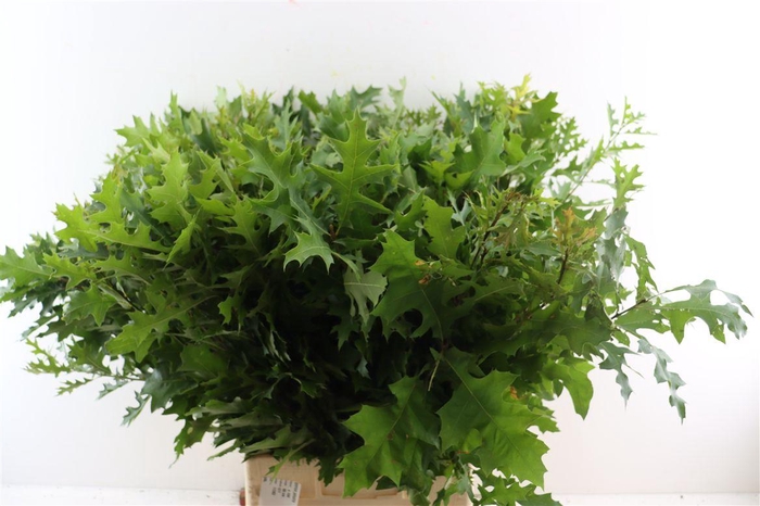 <h4>Quercus Palustris</h4>