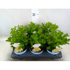 Mentha spicata