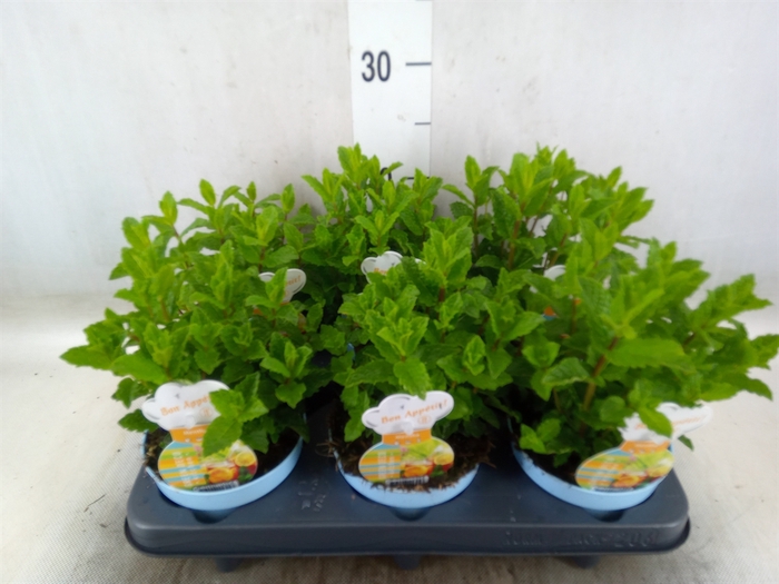 <h4>Mentha spicata</h4>