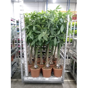 Pachira aquatica
