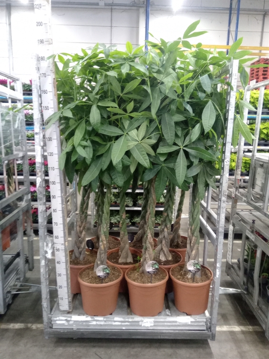 <h4>Pachira aquatica</h4>