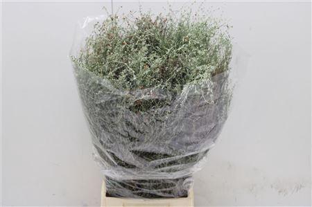 <h4>WILD THIJM 350 GR</h4>