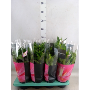 Lilium ori.   ...mix