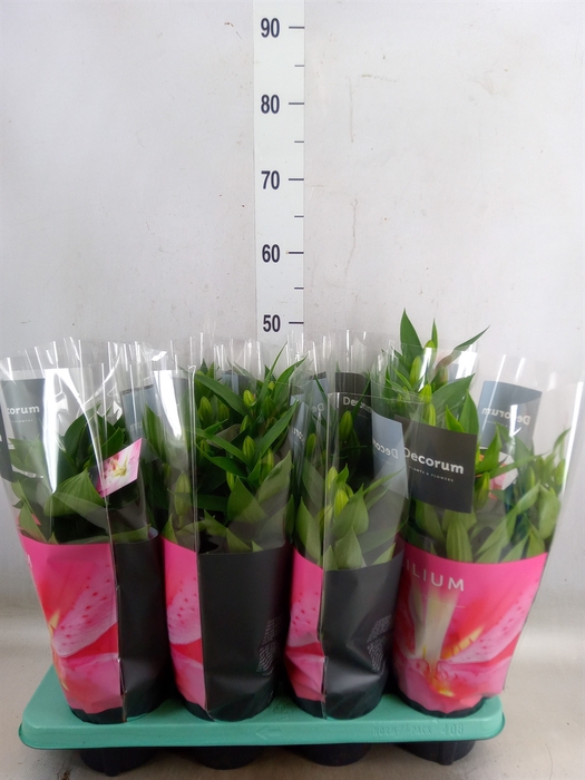 Lilium ori.   ...mix