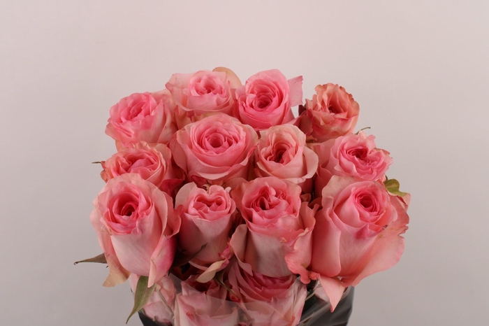 <h4>R Gr Luciano</h4>