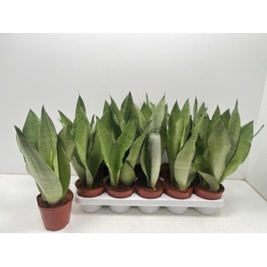 Sansevieria trifasciata Moonshine 12Ø 40cm