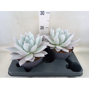 Echeveria  'Mexican Giant'