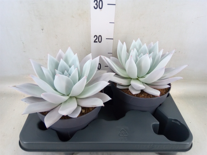 <h4>Echeveria  'Mexican Giant'</h4>