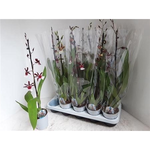 Cambria Grp Gem 1 Branche