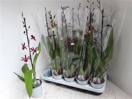 <h4>Cambria Grp Gem 1 Branche</h4>