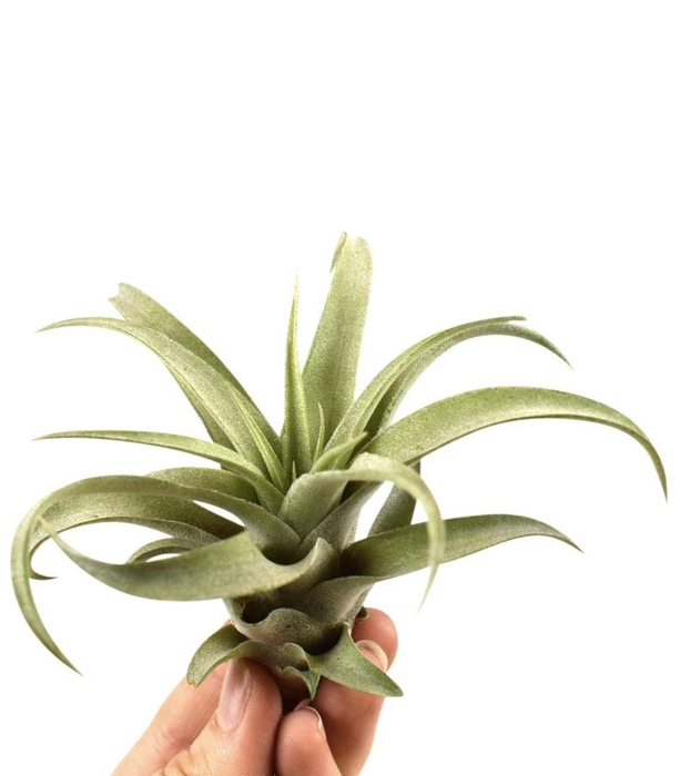 <h4>tillandsia capitata</h4>