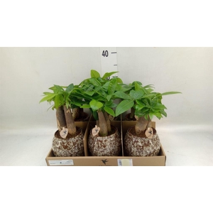 Pachira aquatica