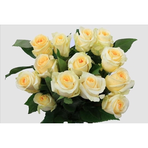 Rosa ec creme de la creme