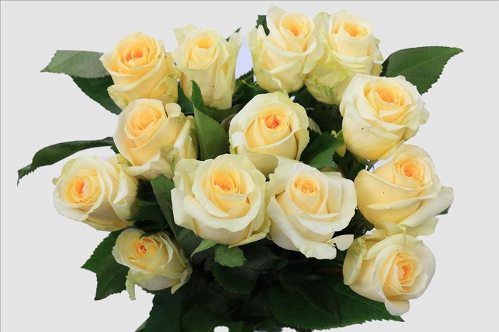 <h4>Rosa ec creme de la creme</h4>