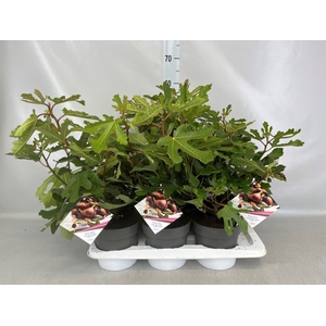 Ficus carica