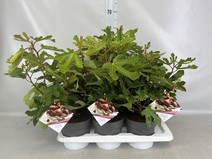 <h4>Ficus carica</h4>