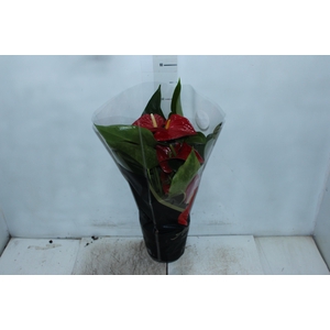 ANTHURIUM MICHIGAN P17 PREMIUM