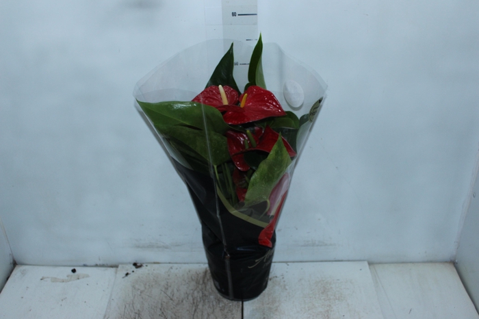ANTHURIUM MICHIGAN P17 PREMIUM