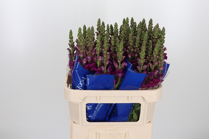 <h4>Antir Toulon Purple</h4>