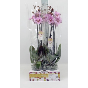 Phalaenopsis   ...