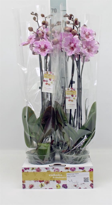 <h4>Phalaenopsis   ...</h4>