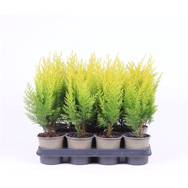 <h4>Chamaecyparis lawsoniana 'Stardust'</h4>