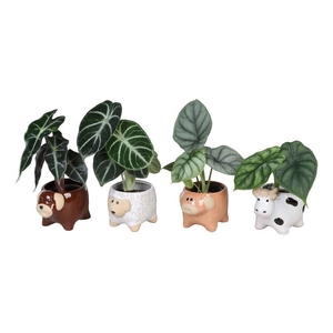 ALOCASIA MIX  P6 L 66627
