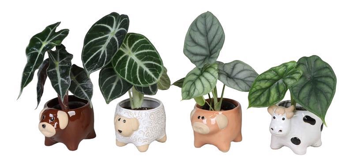 <h4>ALOCASIA MIX  P6 L 66627</h4>
