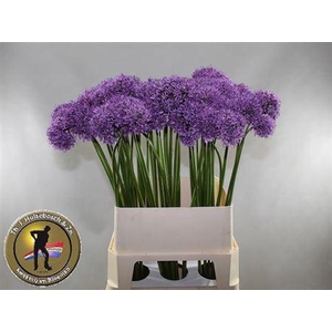 Allium Gladiator