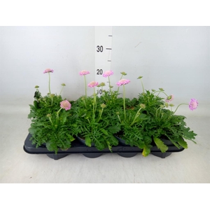 Scabiosa columb. 'Pink Mist'