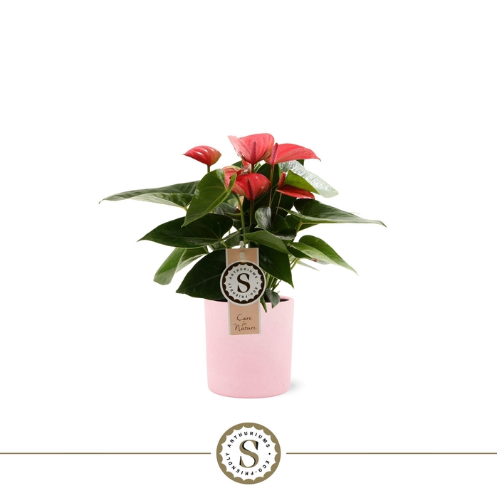 <h4>Bari Keramiek 9cm Pink</h4>