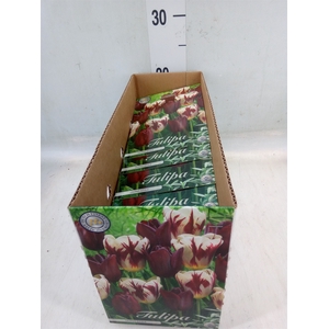 Tulipa   ...flowerbulbs