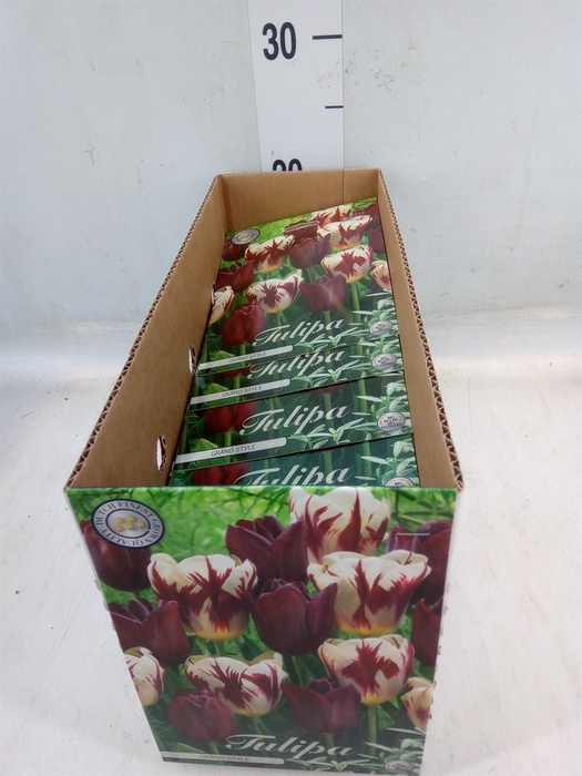 <h4>Tulipa   ...flowerbulbs</h4>
