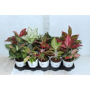 AGLAONEMA VARIADA P12