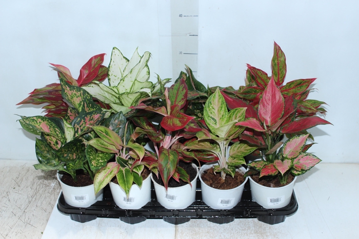 <h4>AGLAONEMA VARIADA P12</h4>