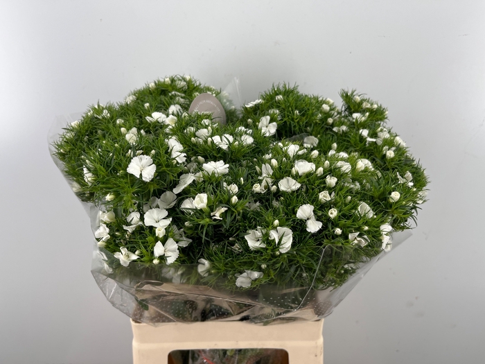 <h4>DI BARB HERA BRE</h4>