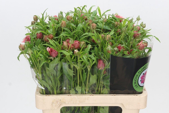 <h4>Ranunculus Natura Moderna Energia</h4>